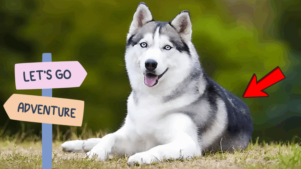 Adventurous Dog Breeds