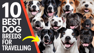 Adventurous Dog Breeds