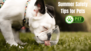 Summer Safety Tips for Pets
