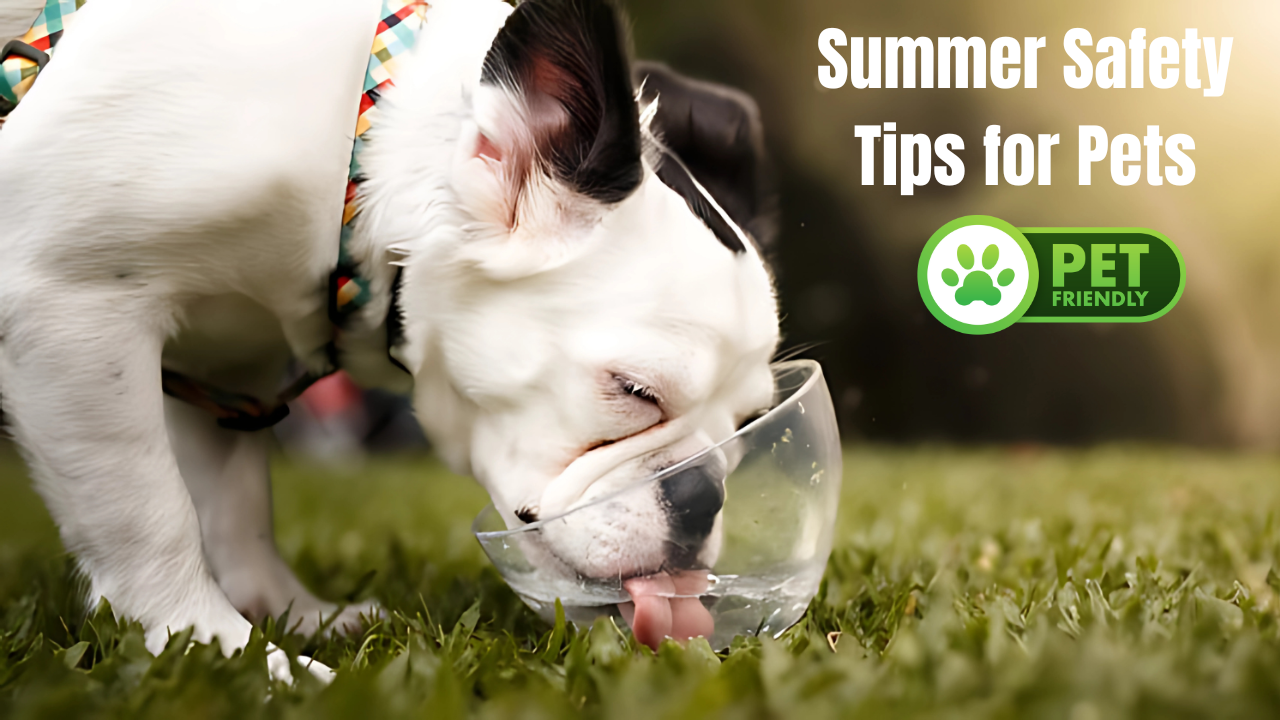 Summer Safety Tips for Pets
