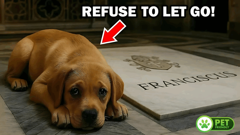 Summer Safety Tips for Pets
